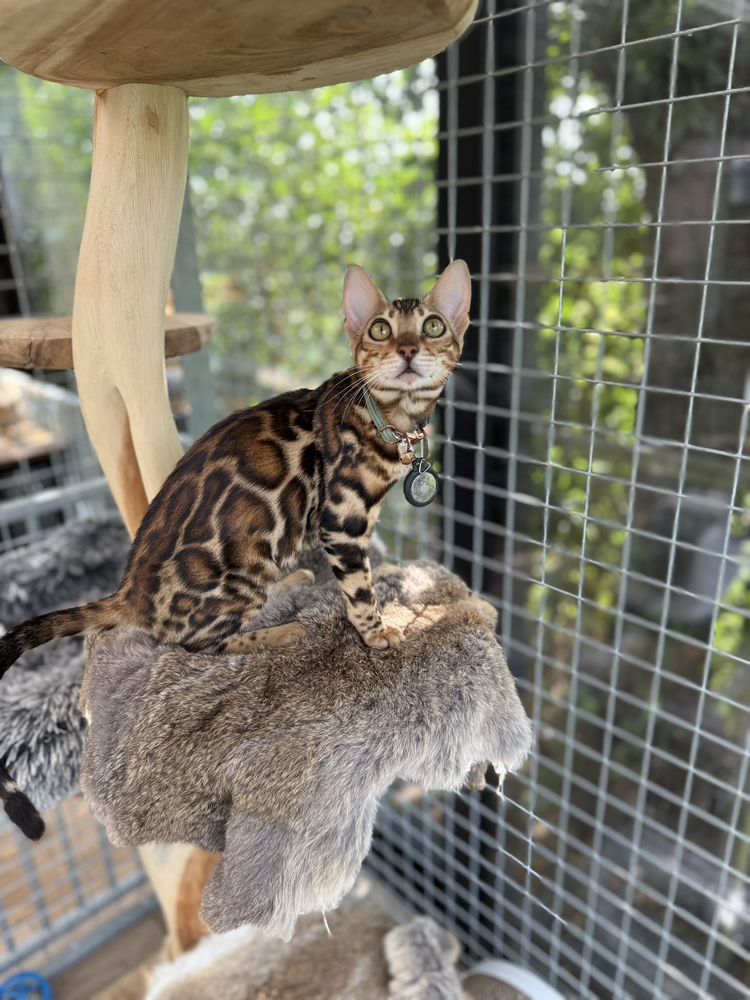 bruine bengaal Estela