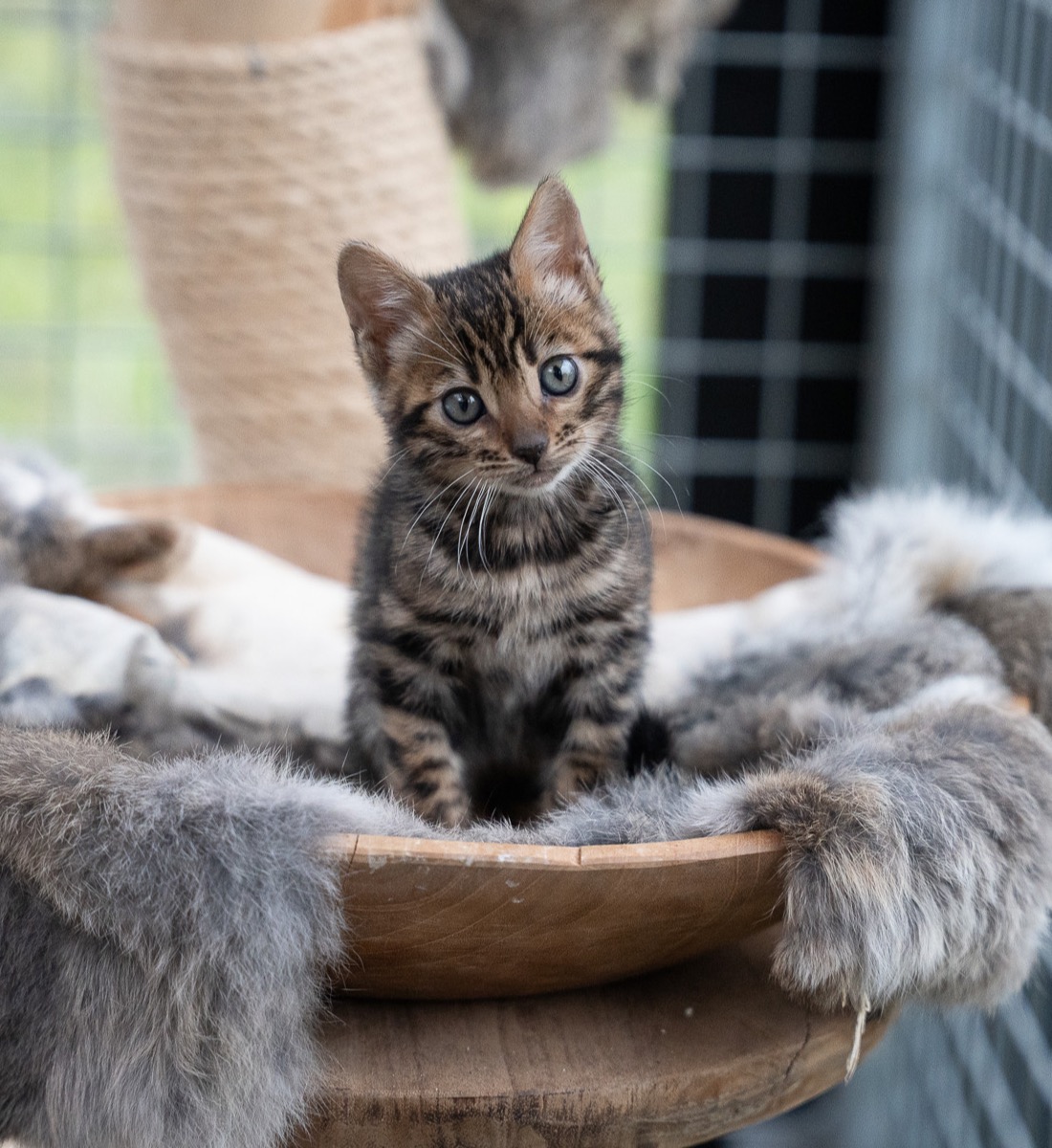 Bengalen kitten van Nilimistica