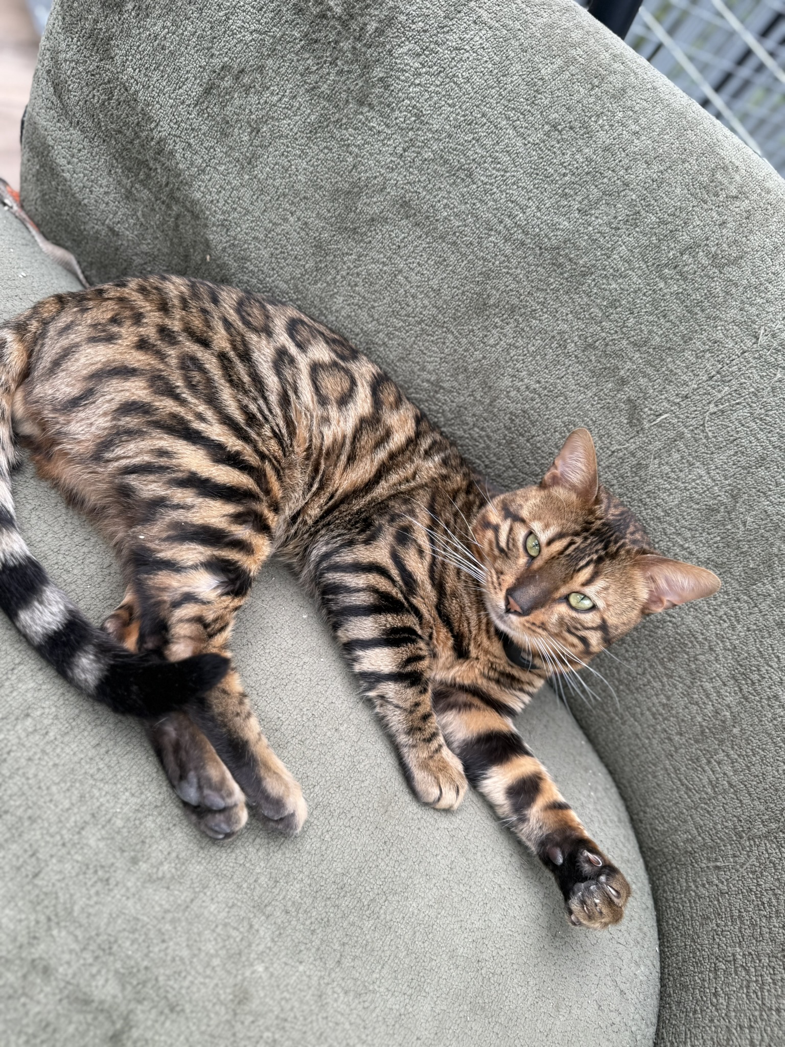 liggende bengaal Harry