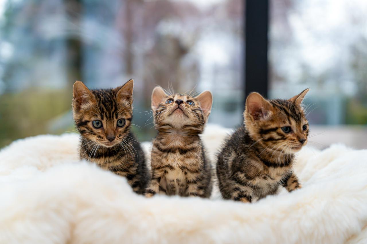 Drie bengalen kittens van Nilimistica