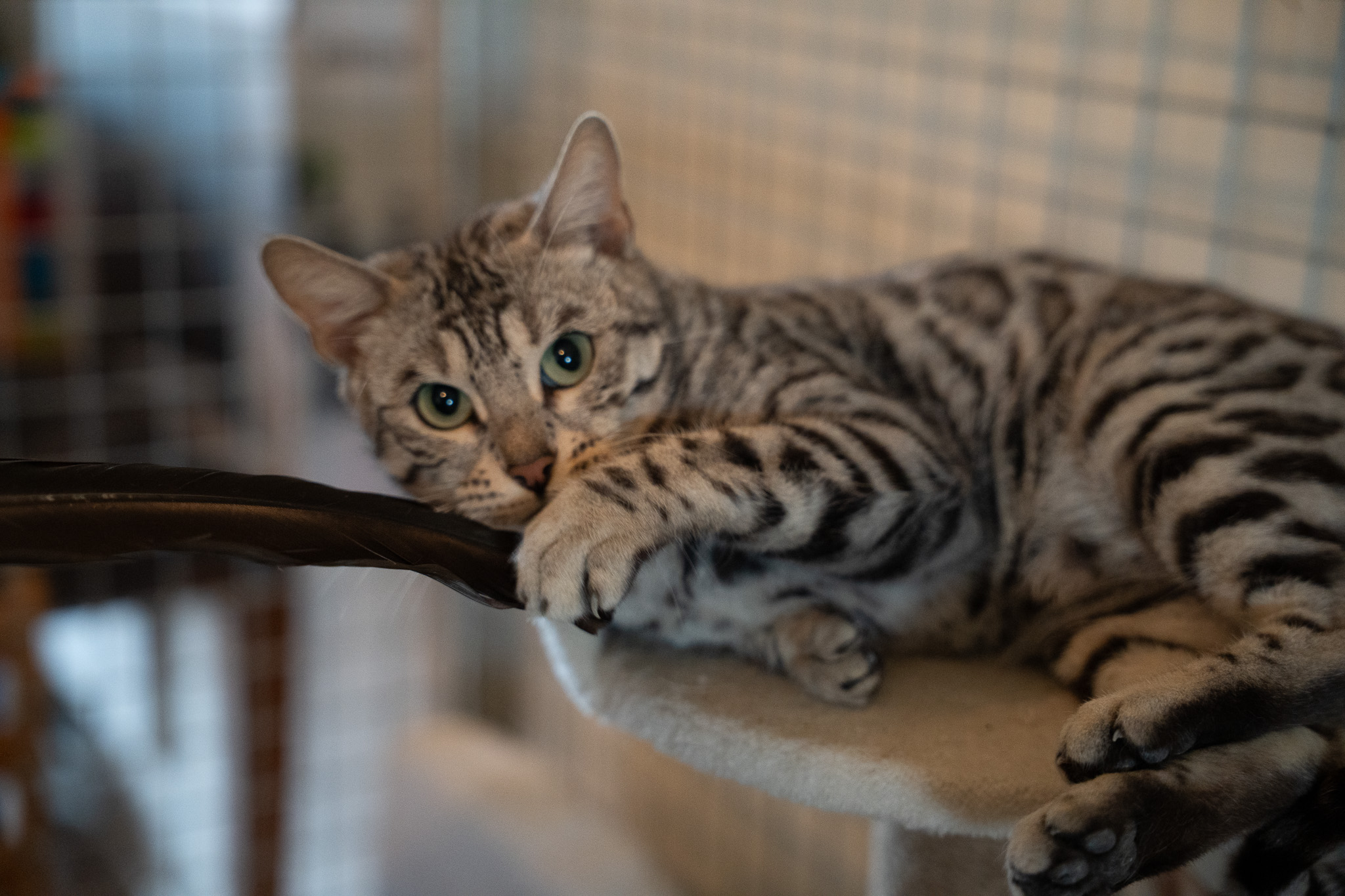 zilveren bengaal Hannah