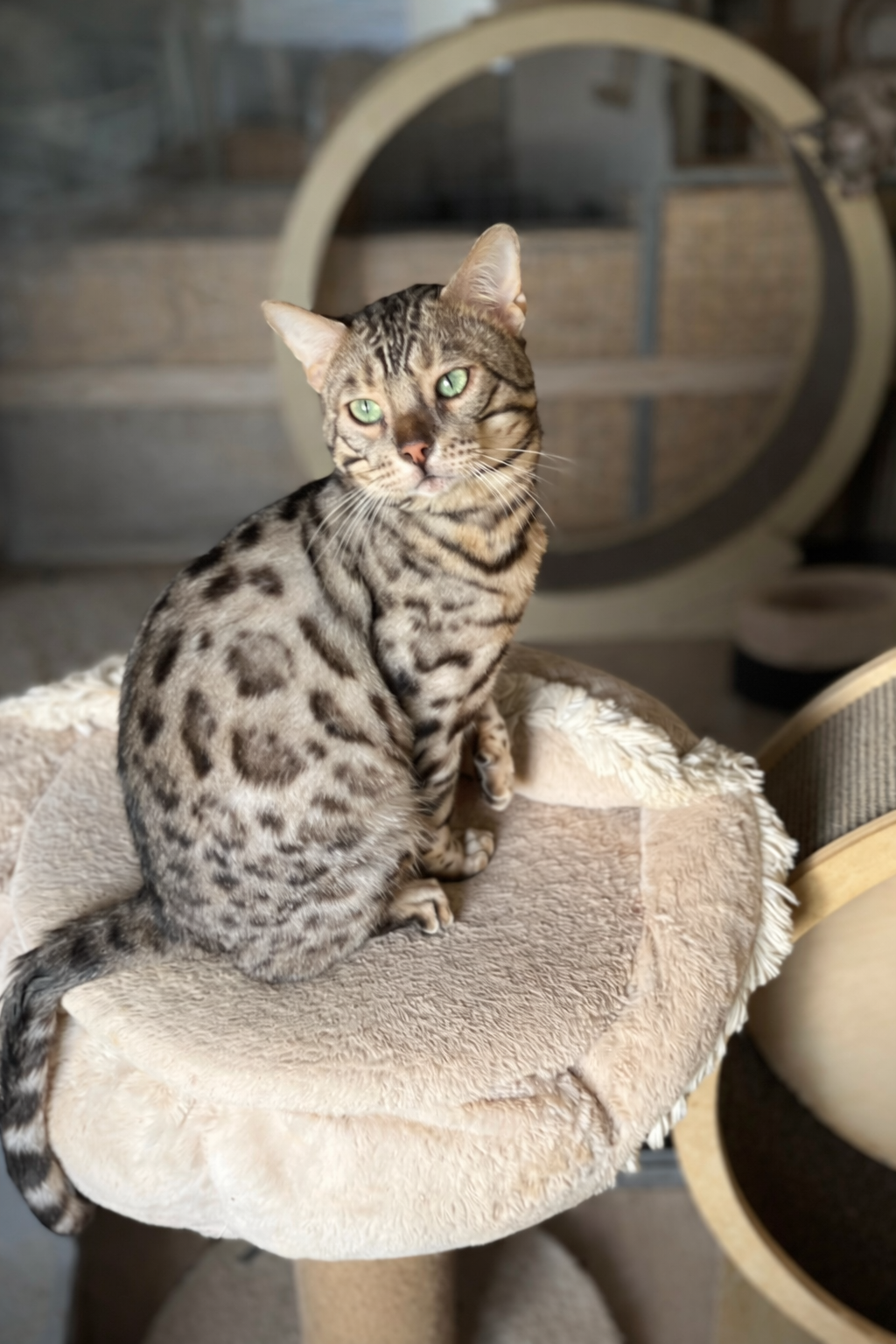 zilveren bengaal Loki